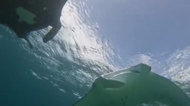 Su yüzeyine yakın kristal berrak turkuaz suda oynayan bir manta vatozu. Sualtı yakın çekim görüntüsü