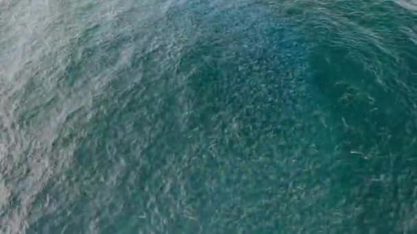 Una Manta Rayos Jugando Cerca Superficie Del Agua Aguas Cristalinas — Vídeos de Stock
