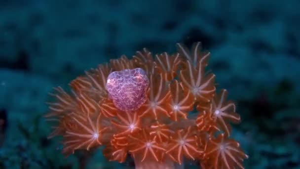 一个小水壶试图隐藏在软珊瑚Xenia 闭路正面视图 — 图库视频影像