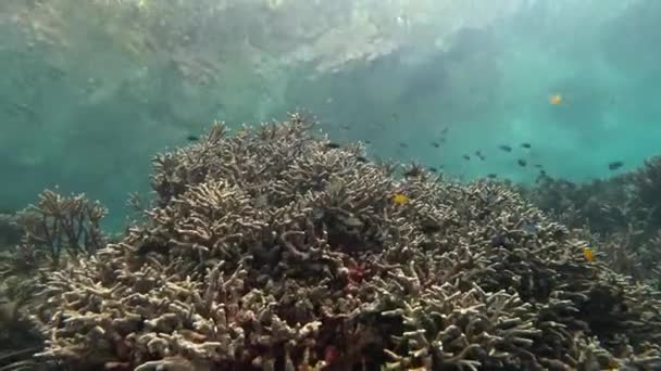 カラフルなサンゴ礁の海洋生物 鮮やかな色合いと驚異的な海洋生物の活気に満ちた水中世界は 自然の芸術的な輝きを示しています ファン ソフト ハードサンゴなどの無電気サンゴ種 — ストック動画