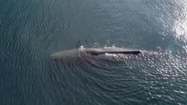 Büyük yalnız Mavi Balina 'nın havadan görünüşü su püskürtüyor her neyse. Yakın plan..