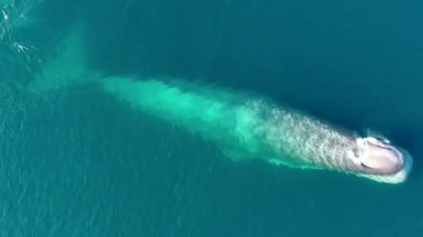 Büyük yalnız Mavi Balina 'nın havadan görünüşü su püskürtüyor her neyse. Yakın plan..