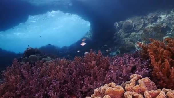 自然光として水に浸透する日光とキャバンダイビング 洞窟の壁は海人と柔らかいサンゴによって覆われています 距離では 楕円シンクホールの光線の侵入 — ストック動画