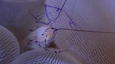 Balonlu mercan karides makrosu. Kabarcık Mercan Karidesinin sualtı makrosu (Vir philippinensis)