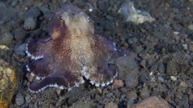 Küçük Damarlı Ahtapot (Amphioctopus marginatus) su altında. Hindistancevizi Ahtapotu - Amphioctopus marginatus, aynı zamanda Veined Octopus deniz tabanı olarak da bilinir. Yakın plan.