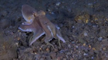 Küçük Damarlı Ahtapot (Amphioctopus marginatus) su altında. Hindistancevizi Ahtapotu - Amphioctopus marginatus, aynı zamanda Veined Octopus deniz tabanı olarak da bilinir. Yakın plan.