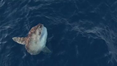 Büyük Aybalığı su kenarına yakın yüzer. Disk şeklinde büyük bir balık olan Okyanus Güneş Balığı (Mola Mola) gövdesi düzleşmiştir ve uzunluğu kadar uzundur. Balıklar yüzeye yakın yüzerler ve güneş banyosu yaparlar.