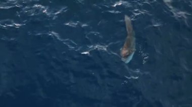 Büyük Aybalığı su kenarına yakın yüzer. Disk şeklinde büyük bir balık olan Okyanus Güneş Balığı (Mola Mola) gövdesi düzleşmiştir ve uzunluğu kadar uzundur. Balıklar yüzeye yakın yüzerler ve güneş banyosu yaparlar.