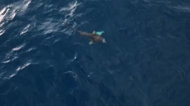 Büyük Aybalığı su kenarına yakın yüzer. Disk şeklinde büyük bir balık olan Okyanus Güneş Balığı (Mola Mola) gövdesi düzleşmiştir ve uzunluğu kadar uzundur. Balıklar yüzeye yakın yüzerler ve güneş banyosu yaparlar.