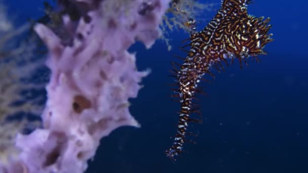 活気に満ちたサンゴとサンゴ礁の魚が飛び交い サイドからサイドへと飛び回り ダイバーズパスのハードで柔らかいサンゴの枝 — ストック動画