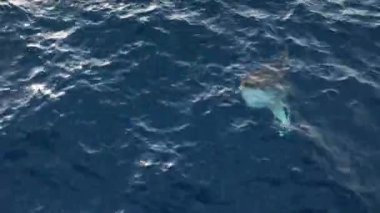 Büyük Aybalığı su kenarına yakın yüzer. Disk şeklinde büyük bir balık olan Okyanus Güneş Balığı (Mola Mola) gövdesi düzleşmiştir ve uzunluğu kadar uzundur. Balıklar yüzeye yakın yüzerler ve güneş banyosu yaparlar.