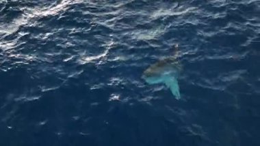 Büyük Aybalığı su kenarına yakın yüzer. Disk şeklinde büyük bir balık olan Okyanus Güneş Balığı (Mola Mola) gövdesi düzleşmiştir ve uzunluğu kadar uzundur. Balıklar yüzeye yakın yüzerler ve güneş banyosu yaparlar.