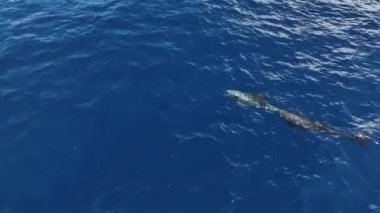 Yunuslar su kenarında. Bir grup yunus Kelimutu yanardağında suyun yüzeyinde oynuyorlar. Hava görünümü