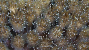 Club-Tipped Anemone (Corynactis calizinnica) dokunaçları gece vakti karasu dalış turu sırasında yakalanan canlı renkli dokunaçlar.