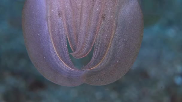 Cuttlefish Fundo Cores Vibrantes Recife Choco Sepia Officinalis Quadro Cuttlefish — Vídeo de Stock