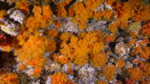 Orange Kopp Koraller Närbild Natten Tropiska Korallrev — Stockvideo