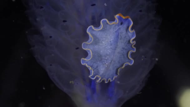 シースラッグ クローズアップ より軽い境界の海底クロールが付いている美しい青いヌードランチ — ストック動画