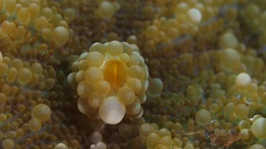 Mercan resifleri sualtı dünyası. Geceleri ayçiçeği mercan tarlası.