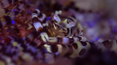 Su altı dünyası. Resif karidesleri yakın plan. Bir Coleman Karidesi (Periclimenes colemani) su altında. Resif düzlüklerinde çamur dalışı yaparken yakalanmış, yüksek açı görünümü.