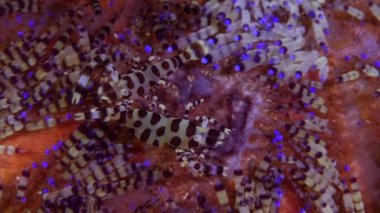 Su altı dünyası. Resif karidesleri yakın plan. Bir Coleman Karidesi (Periclimenes colemani) su altında. Resif düzlüklerinde çamur dalışı yaparken yakalanmış, yüksek açı görünümü.