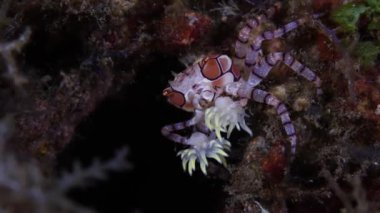 Küçük Pom-Pom Yengeci yakın çekim görüntüsü. Mozaik Boksör Yengeci Libia Tessellata 'nın yakın çekimi. Denizin dibinde sürünen Pom-Pom yengeci olarak da bilinir..