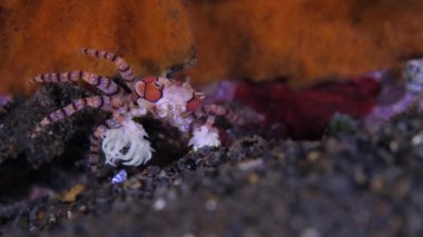 Küçük Pom-Pom Yengeci yakın çekim görüntüsü. Mozaik Boksör Yengeci Libia Tessellata 'nın yakın çekimi. Denizin dibinde sürünen Pom-Pom yengeci olarak da bilinir..