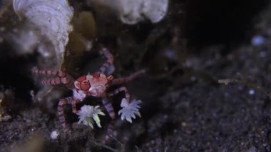 Küçük Pom-Pom Yengeci yakın çekim görüntüsü. Mozaik Boksör Yengeci Libia Tessellata 'nın yakın çekimi. Denizin dibinde sürünen Pom-Pom yengeci olarak da bilinir..