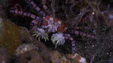 Küçük Pom-Pom Yengeci yakın çekim görüntüsü. Mozaik Boksör Yengeci Libia Tessellata 'nın yakın çekimi. Denizin dibinde sürünen Pom-Pom yengeci olarak da bilinir..