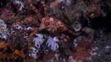 Küçük Pom-Pom Yengeci yakın çekim görüntüsü. Mozaik Boksör Yengeci Libia Tessellata 'nın yakın çekimi. Denizin dibinde sürünen Pom-Pom yengeci olarak da bilinir..