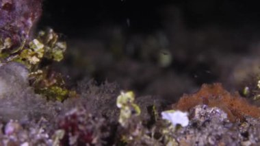 Küçük Damarlı Ahtapot (Amphioctopus marginatus) su altında. Hindistancevizi Ahtapotu - Amphioctopus marginatus, aynı zamanda Veined Octopus deniz tabanı olarak da bilinir. Yakın plan.