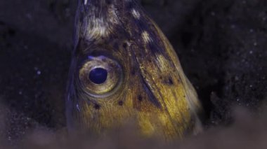 Yılan balığı yakın plan. Mavi ışıkta, deniz yılanbalığının biyolüminesansında. Yılan balığı ağzı..