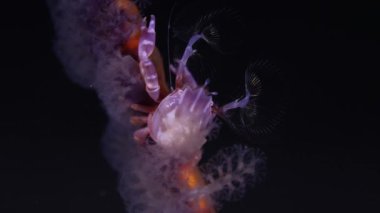 Haig 'in Porselen Yengeç Makrosu. Kırbaç mercanlarının dalları mor ve beyaz renklerde büyütülmüş ve içinde küçük yengeç bulunan polipleri temizler.