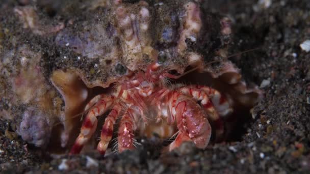 Cabina Vermelha Pequena Com Casca Debaixo Água Jeweled Anemone Hermit — Vídeo de Stock