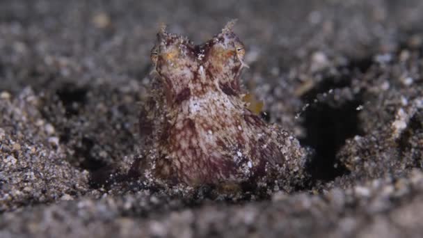 Chobotnice Dně Oceánu Detailní Záběr Jak Chobotnice Zahrabává Mořského Dna — Stock video