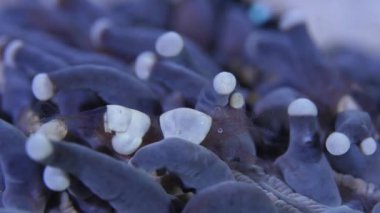 Deniz şakayığı soğanlı mercan karidesi, makro. Cam şakayık - Periklimenes brevicarpalis Blackwater dalış turu sırasında mavi ışık altında deniz şakayığının dokunaçlarını temizliyor