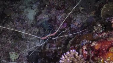 Geceleri ıstakoz. Büyük bir mercanın altında saklanan bir ıstakoz. Kabuklu deniz hayvanı ve onun kabuklu kerevit bıyığı sahnede görünür..