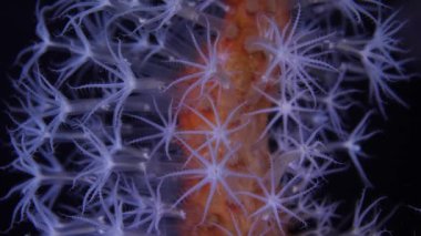 Ağaç Mercanı. Yumuşak bir mercan dalı - Alcyonium glomeratum (Alcyonium glomeratum) gece mavi ışık altında karasu dalışı sırasında yakalanan olağanüstü yüksek büyütme üzerine