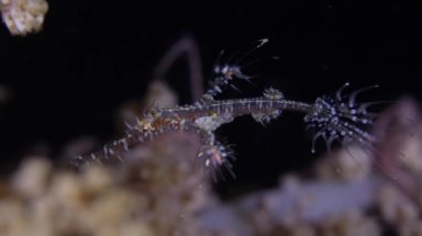 Bir sopa benzeri mercan balığı, Hayalet Boru Balığı. Harlequin Hayalet Boru Balığı 'nın (Solenostomus paradoksu) karasu dalışı sırasında çekilmiş bir yakın çekimi.