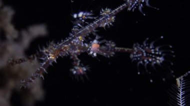 Bir sopa benzeri mercan balığı, Hayalet Boru Balığı. Harlequin Hayalet Boru Balığı 'nın (Solenostomus paradoksu) karasu dalışı sırasında çekilmiş bir yakın çekimi.