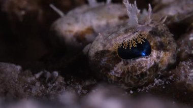Ahtapot gözü yakın çekim. Göz kapağı yakın plan. Ahtapot kuma gömülü, sadece kafadanbacaklının göz dokusunu gösteriyor. Cesedin geri kalanı kumun altında saklı..