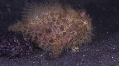 Alt tabakadakiler. Renkli mercan poliplerinde saklanan korkunç bir kurbağa balığı. Yakın çekim görünümü.