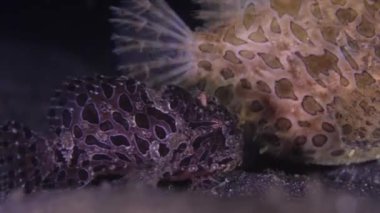 Alt tabakadakiler. Renkli mercan poliplerinde saklanan korkunç bir kurbağa balığı. Yakın çekim görünümü.