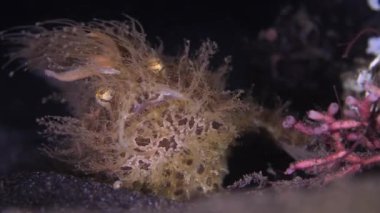 Alt tabakadakiler. Renkli mercan poliplerinde saklanan korkunç bir kurbağa balığı. Yakın çekim görünümü.