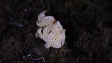 Alt tabakadakiler. Renkli mercan poliplerinde saklanan korkunç bir kurbağa balığı. Yakın çekim görünümü.