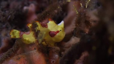 Alt tabakadakiler. Renkli mercan poliplerinde saklanan korkunç bir kurbağa balığı. Yakın çekim görünümü.