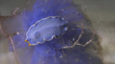 Deniz solucanı ve karides çubuğu, yakın plan. İskeletteki karides, Caprella spp. Sahne arkasındaki Durind Marco 'da açık mavi solucanlar. Muck dalışı Komodo