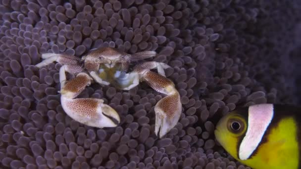 Kleines Krabbenmakro Eine Großaufnahme Von Porzellankrabben Auf Seeanemone Krabbe Starrt — Stockvideo
