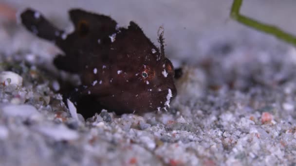底层居民 一种巨大的青蛙鱼藏在五颜六色的珊瑚息肉中A 特写镜头 — 图库视频影像