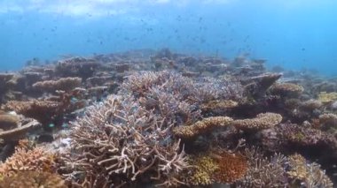 Mercan kayalıkları suyun altında. Denizin dibindeki küçük, güzel resif balıkları sürüsü..