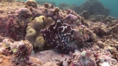 Gündüz Ahtapotunun yetişkin bir türü sabah filme alındı. Ahtapot Cyanea bir yerden bir yere hareket ediyor, saklanmaya ya da kaçmaya çalışıyor. Mükemmel renk değiştiren kamuflaj onu kayalarda neredeyse görünmez kılıyor..